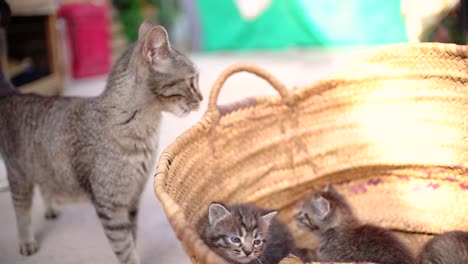 cute small baby cats litter at basket learning to walk outdoors