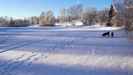 Domestic-dogs-walking-on-snow-covered-frozen-lake-in-small-village