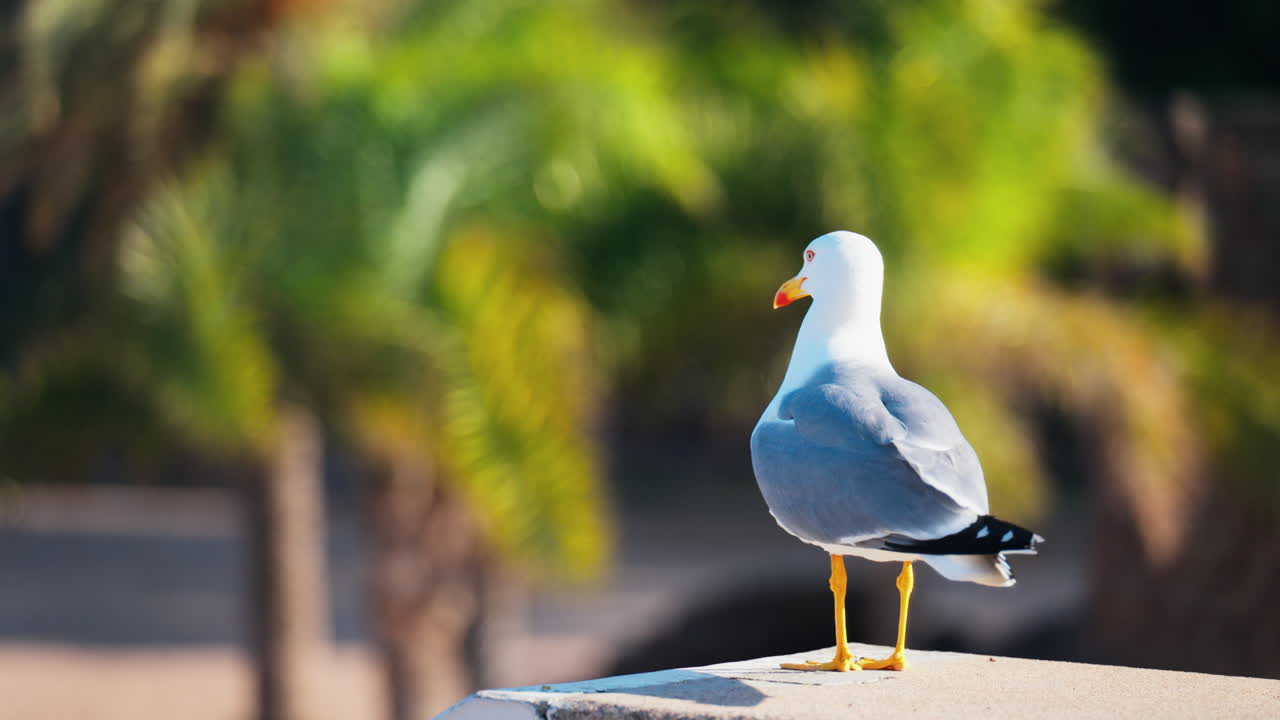 Close up of a seagull standing on a ledge with a blurred view of palm trees on a sunny day