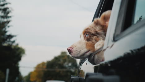 curious dog looking out car window