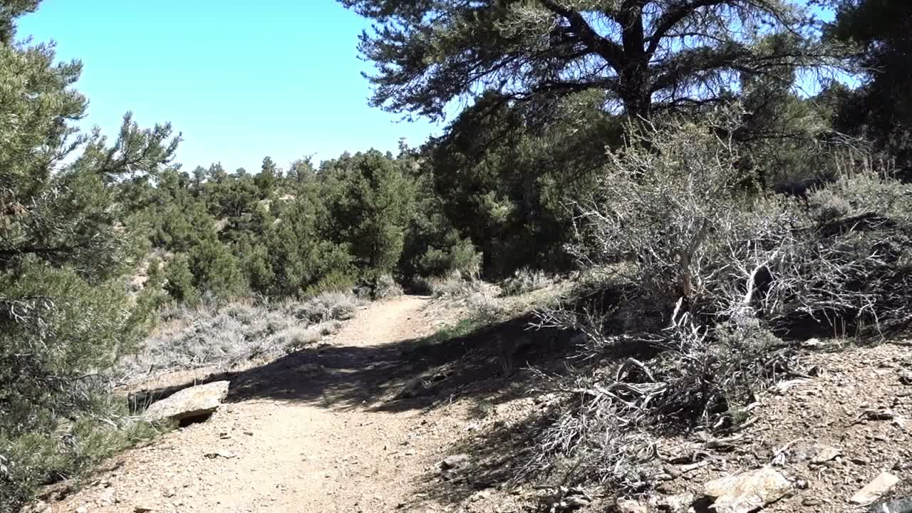 una sección del sendero del desierto con árboles sobre la cabeza a lo largo del sendero de la cresta del pacífico