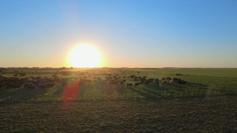 huge herd of cattle walking on open green grass field during gorgeous sunset