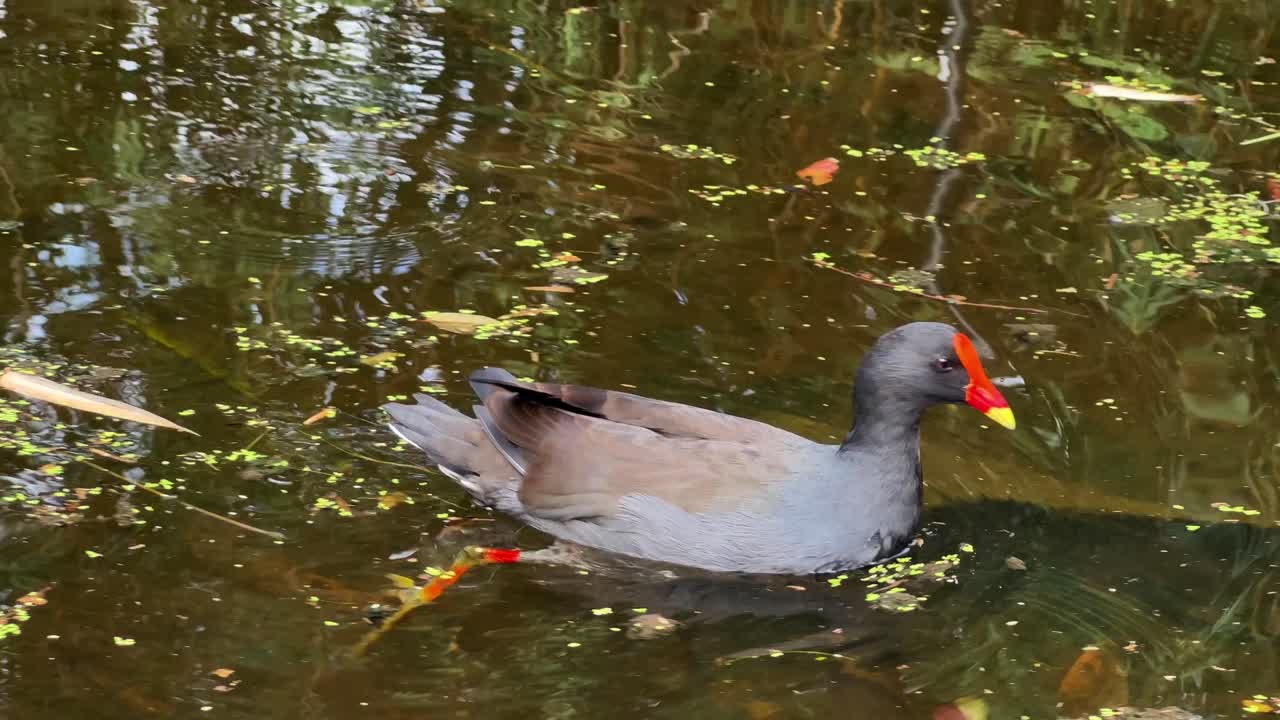 Primo piano di una gallinella d'acqua selvatica scura