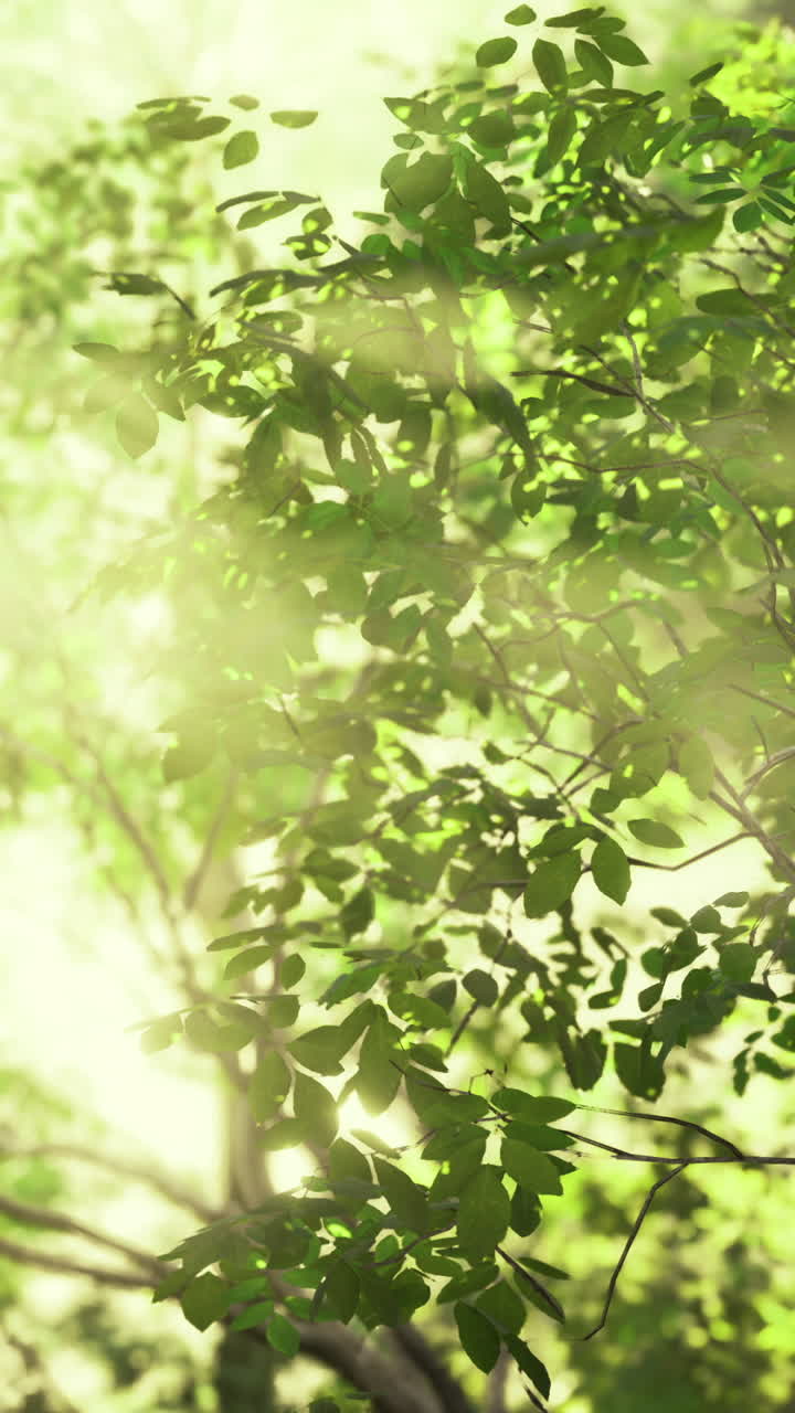 Sunlight filters through lush green foliage in a serene forest setting