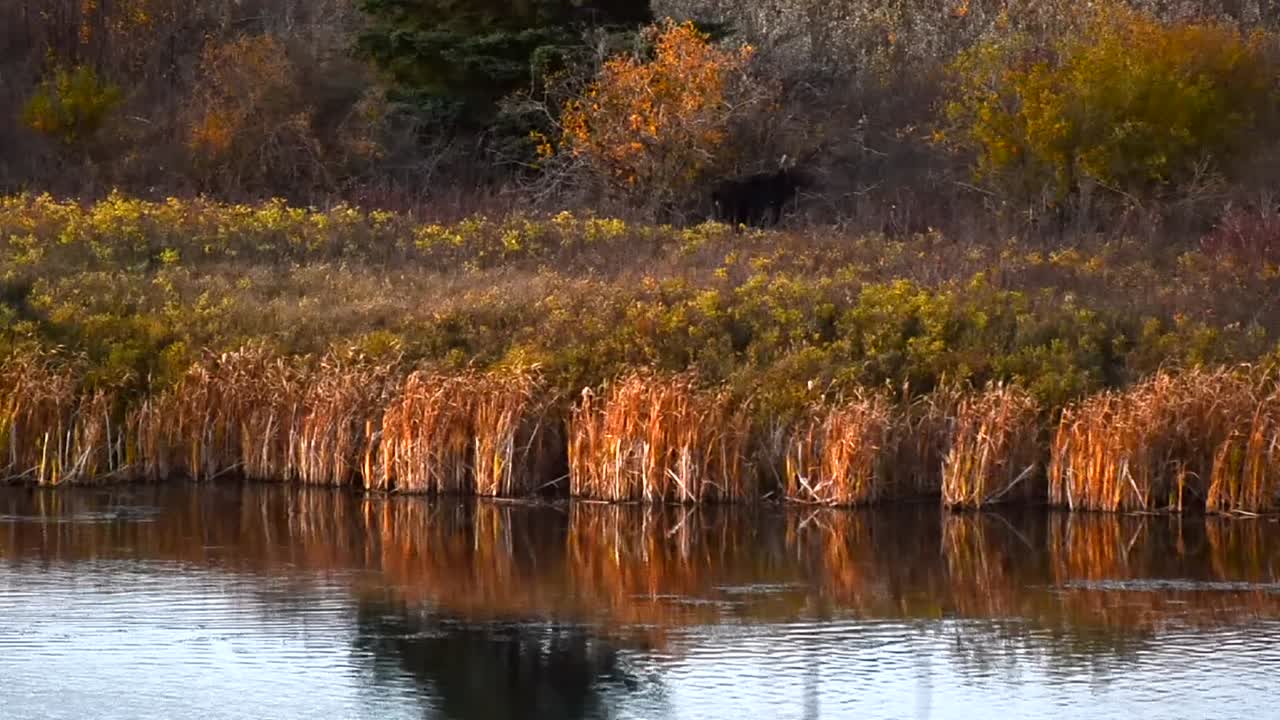 A male moose wandering through the colourful landscape of central Alberta during fall. Large mammal walking towards the orange forest canopy on the banks of battle river at big knife provincial park.