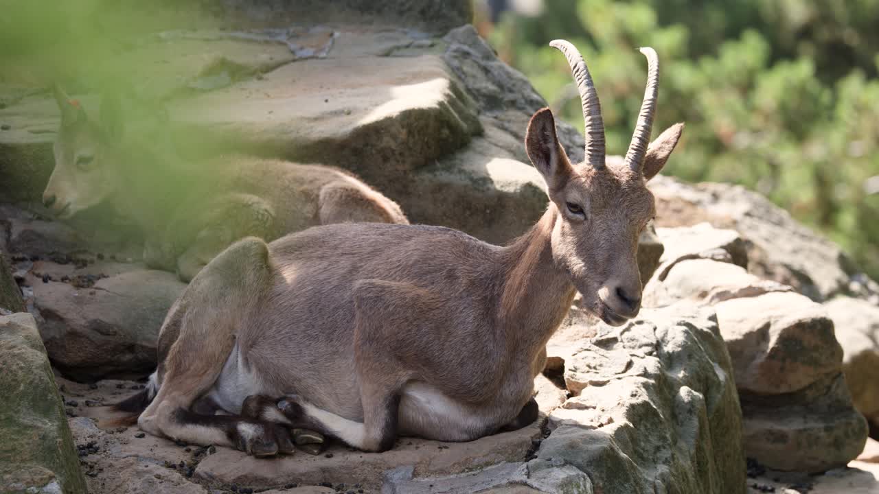 Mountain goat rests on rocky terrain in naturalistic zoo enclosure, soft daylight, minimal camera movement