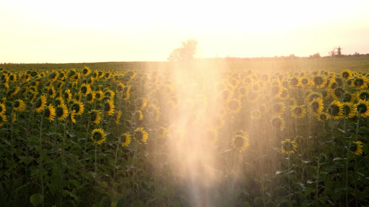 fotografía estática al atardecer con un sistema de riego activo regando grandes campos de girasoles en la región de dordogne, francia