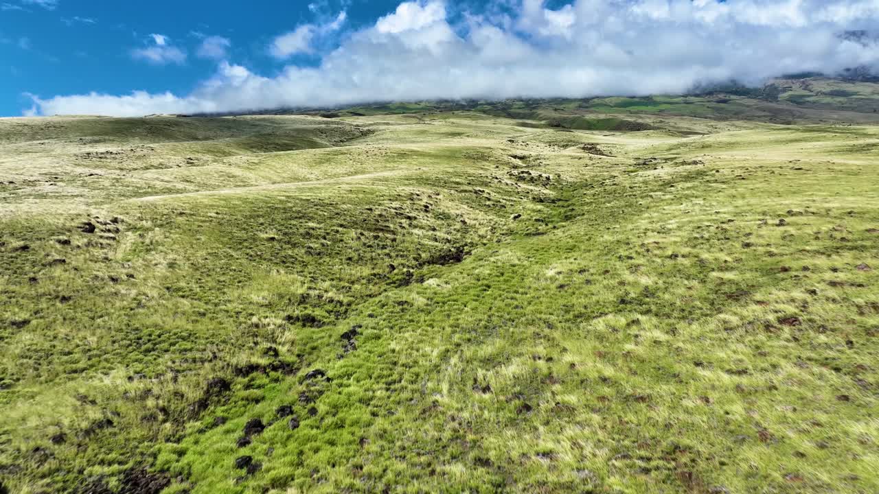 un mar de hierba que se mueve como el agua que fluye sobre las laderas de las montañas de kahikinui, maui