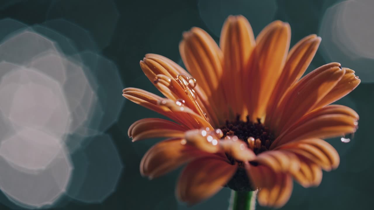 Close-up video of an orange flower with water droplets, shot from a side angle