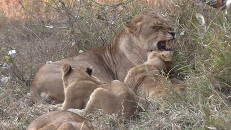 A-lioness-growls-at-an-annoying-cub-who-is-disturbing-her