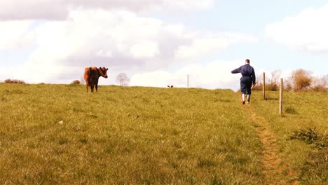 cattle farmer walking in the field