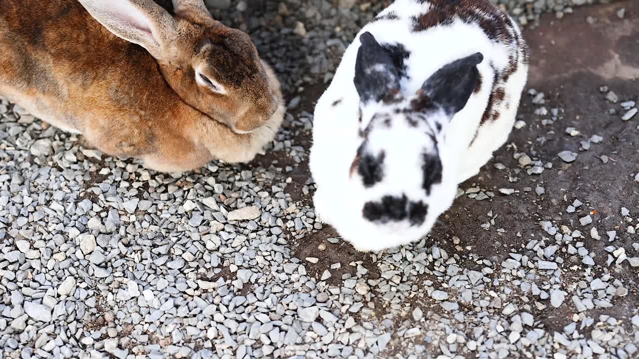 砂利の表面で相互作用する2匹のウサギ