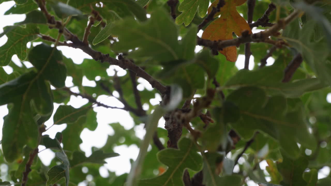 Looking up at leaves in a forest