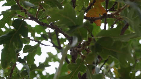 looking up at leaves in a forest