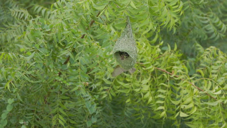 Baya-Weaver-Male-Flying-to-hanging-nest-which-is-inspected-by-a-female,-slow-motion-monsoon-green-surrounding