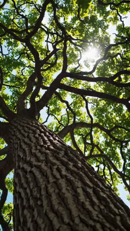 tree canopy and sunlight