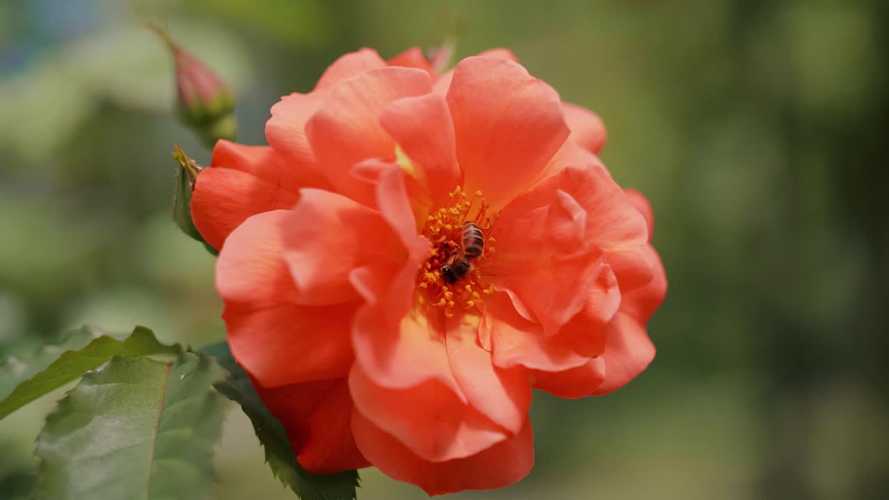 ⁇ 벌 이 꽃 을 꽃가루 로  ⁇ 는 것