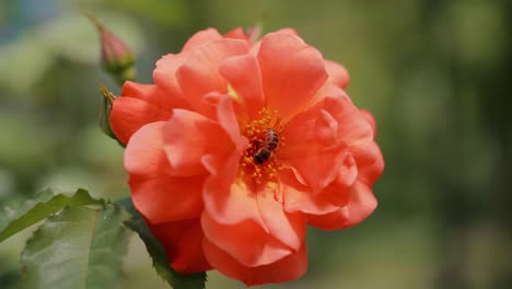 honey bee pollinating a flower