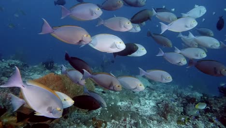 a school of surgeonfish group together in strong current above a coral reef