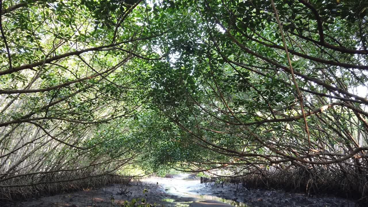 Scenic Mangroves Tree Tops Skyline and Muddy Swamp Natural Jungle Forest Shelter for Climate Change, Green Leaves Cover Path, Bali Indonesia