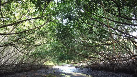 scenic mangroves tree tops skyline and muddy swamp natural jungle forest shelter for climate change, green leaves cover path, bali indonesia