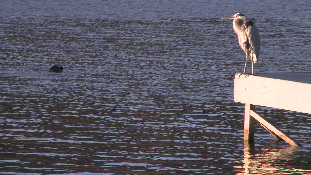 오크 뷰 캘리포니아에 있는 레이크 카시타스 레크리에이션 지역의 부두에 있는 그레이트 블루 헤론(ardea herodias)