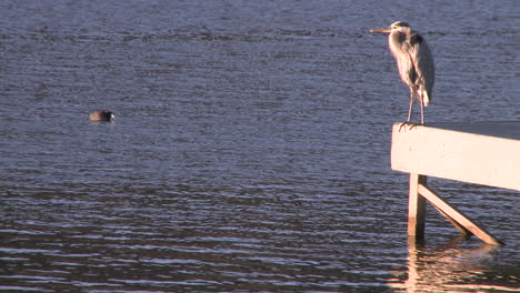 great blue heron (ardea herodias) on a dock at lake casitas recreation area in oak view california