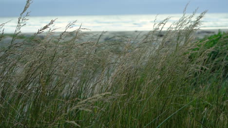 slow motion clip of reeds gently swaying in the wind with an ocean beach background