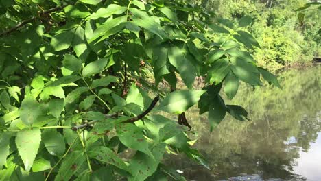 Leaves-blow-in-the-wind-reflecting-on-clear-lake,-High-Park