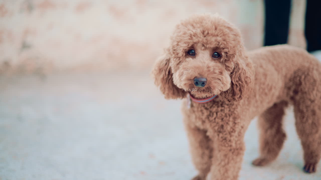 Small brown poodle standing on a pier looking around curiously
