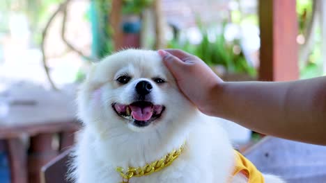 un perro feliz siendo acariciado con amor