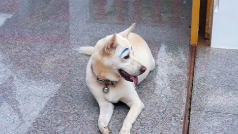 adorable pet dog with funny blue eyebrows relaxing on tiled floor in bangkok, thailand