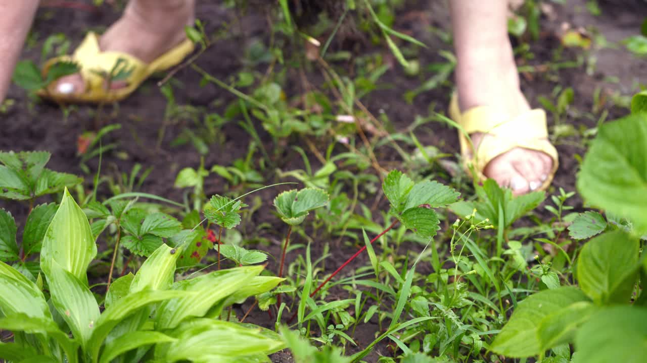 Woman is removing weeds from the ground. Gardener is weeding in the garden in spring works. Agricultural work.