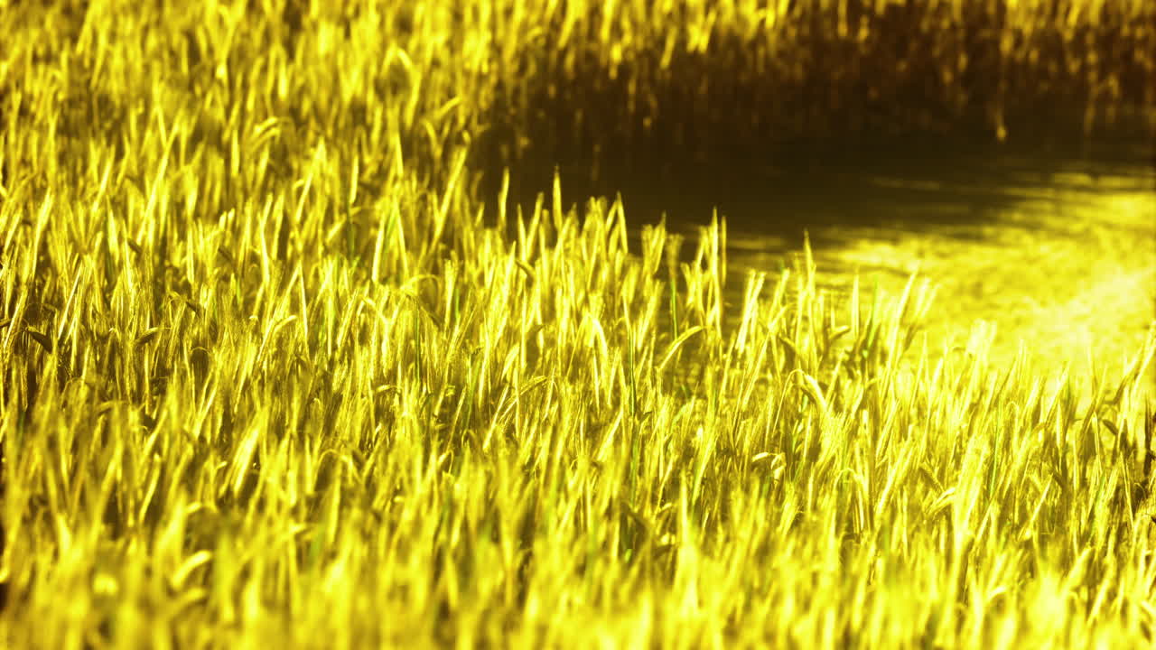 Golden fields swaying under sunlight near a tranquil water body