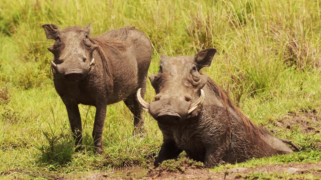 Ripresa al rallentatore di due facoceri che si rotolano in una pozzanghera di fango poco profonda nella savana africana del Masai Mara, fauna selvatica africana nella Riserva Nazionale Maasai Mara, Kenya, animali da safari africani in
