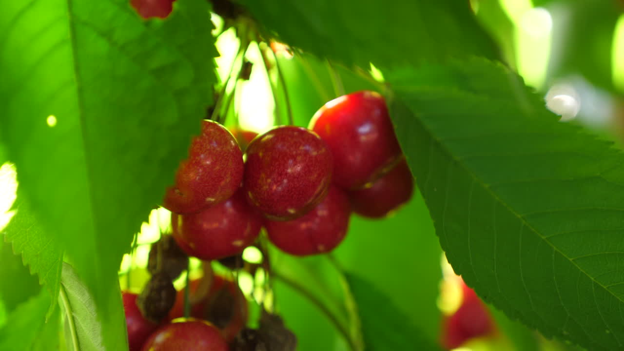 toma estática, en cámara lenta, de cerezas rojas, entre hojas verdes, colgando de un cerezo, ondeando en el viento, en un día soleado de verano, en fevik, condado de aust-agder, en el sur de noruega.