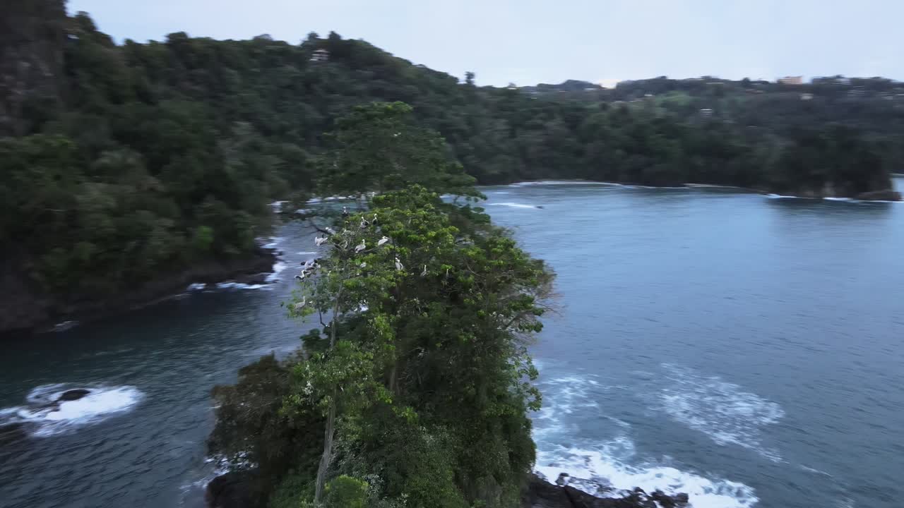 Drone orbiting fast around multiple large pelicans nesting in a tree on a small secluded island before the pacific coast of central America