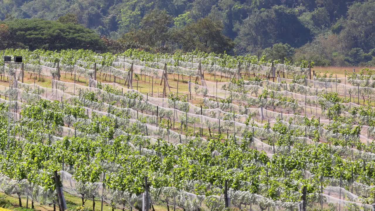 vista aérea de un viñedo con perspectivas cambiantes