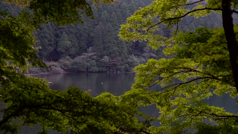hermoso encuadre de árboles con vista al lago en un entorno natural prístino