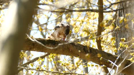 Cooper's-Hawk-eating-its-prey-in-Ontario,-Canada,-static-medium-shot