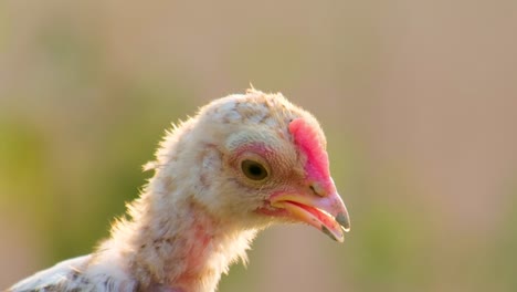 Close-up-headshot,-Young-chicken-chirping-and-looking-around-curiously
