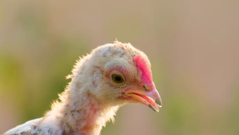 close up headshot, young chicken chirping and looking around curiously