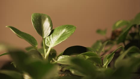 sliding close-up shot of the philodendron birkin under led light