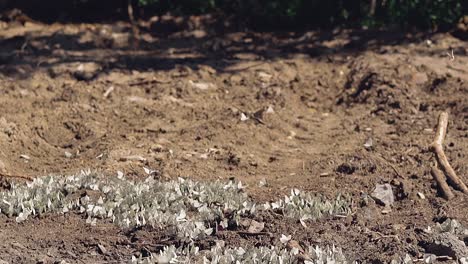 lot-of-white-butterflies-fly-around-a-large-puddle-located-near-the-forest-1