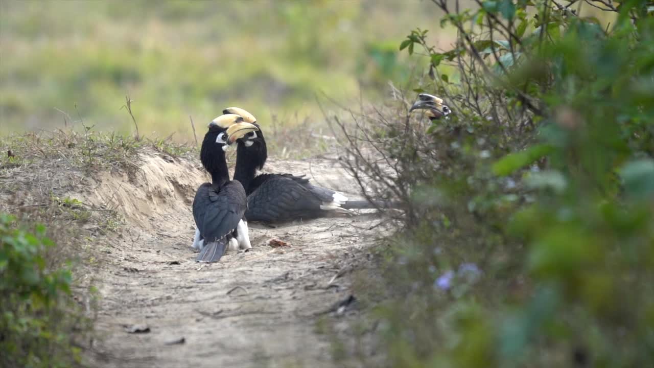 cálaos de varios colores orientales tomando un baño de polvo en el polvo en un camino en la selva-1