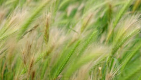 coastal wild grass blowing gently in the summer breeze