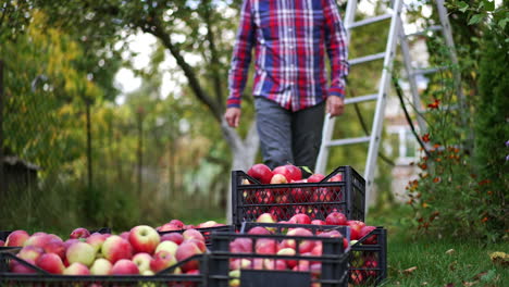 adult man comes up to few boxes of apples. male farmer looking over the ripe fruit to check if they are fine. nature backdrop.