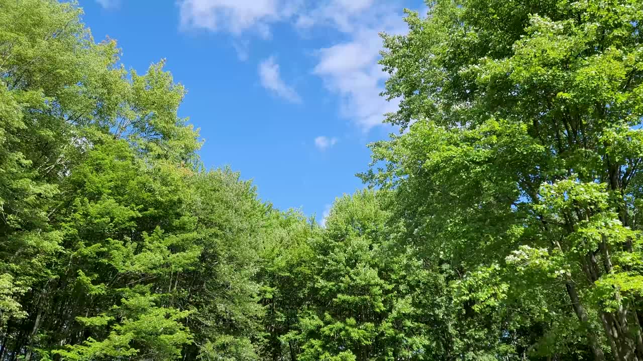Bright blue sky peeking through lush green tree canopy, showcasing nature's vibrant summer colors