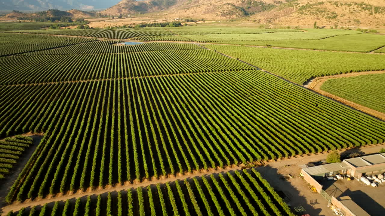 High angle aerial drone over orderly green olive orchard in rural Chile under clear skies, textured backdrop