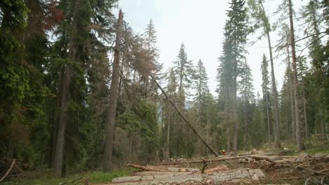 man breaking down high rise tree in heart of green forest, deforestation